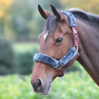 SHIRES Недоуздок для лошади на флисе, бордо-серый
